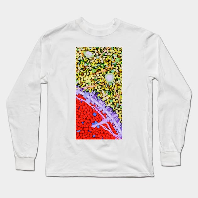 Red blood cell, artwork (P242/0369) Long Sleeve T-Shirt by SciencePhoto